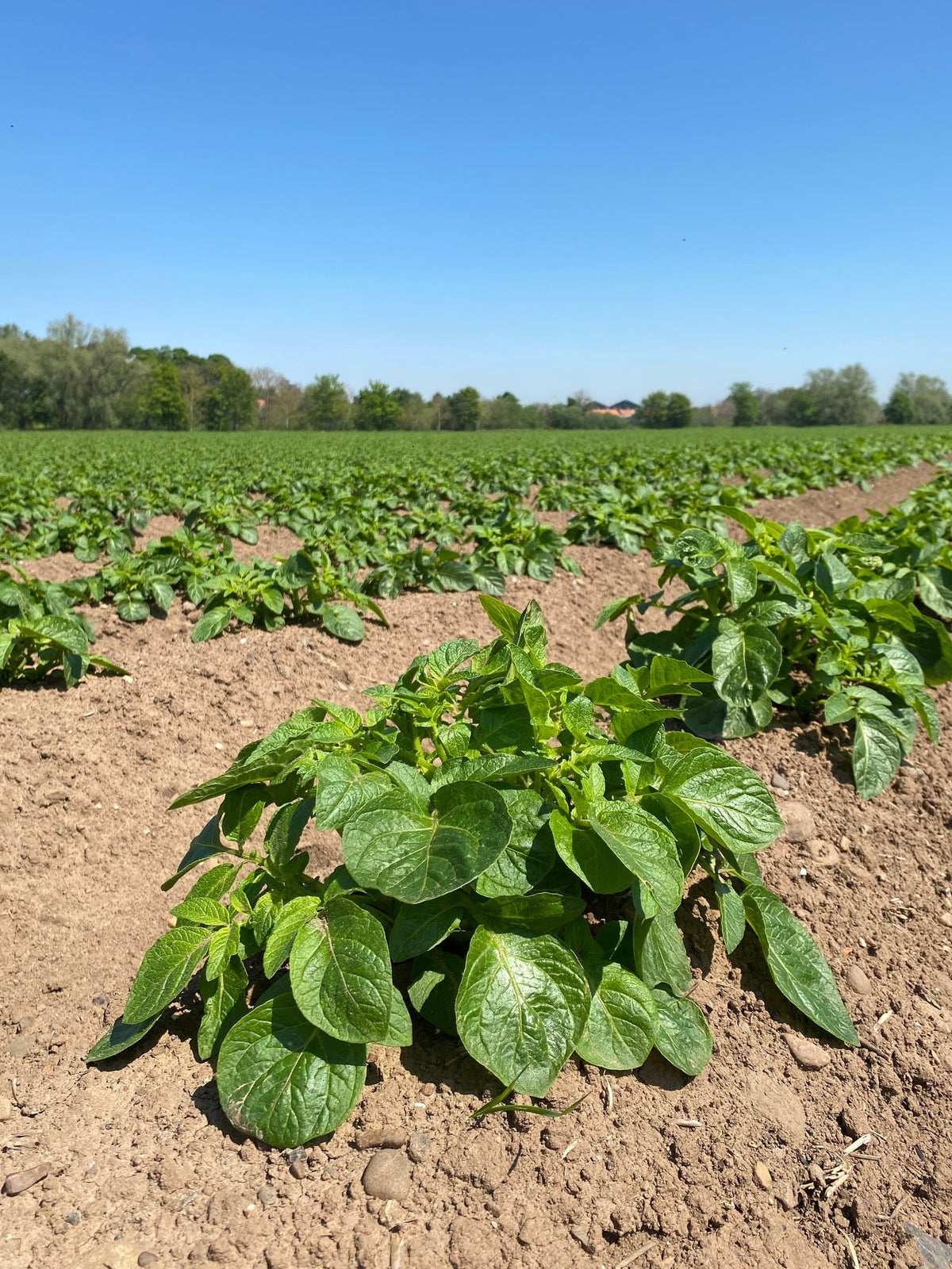 Seed Potatoes