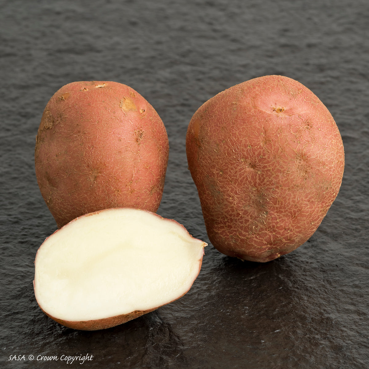 Sarpo Una Seed Potato