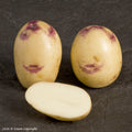 Kestrel Seed Potato