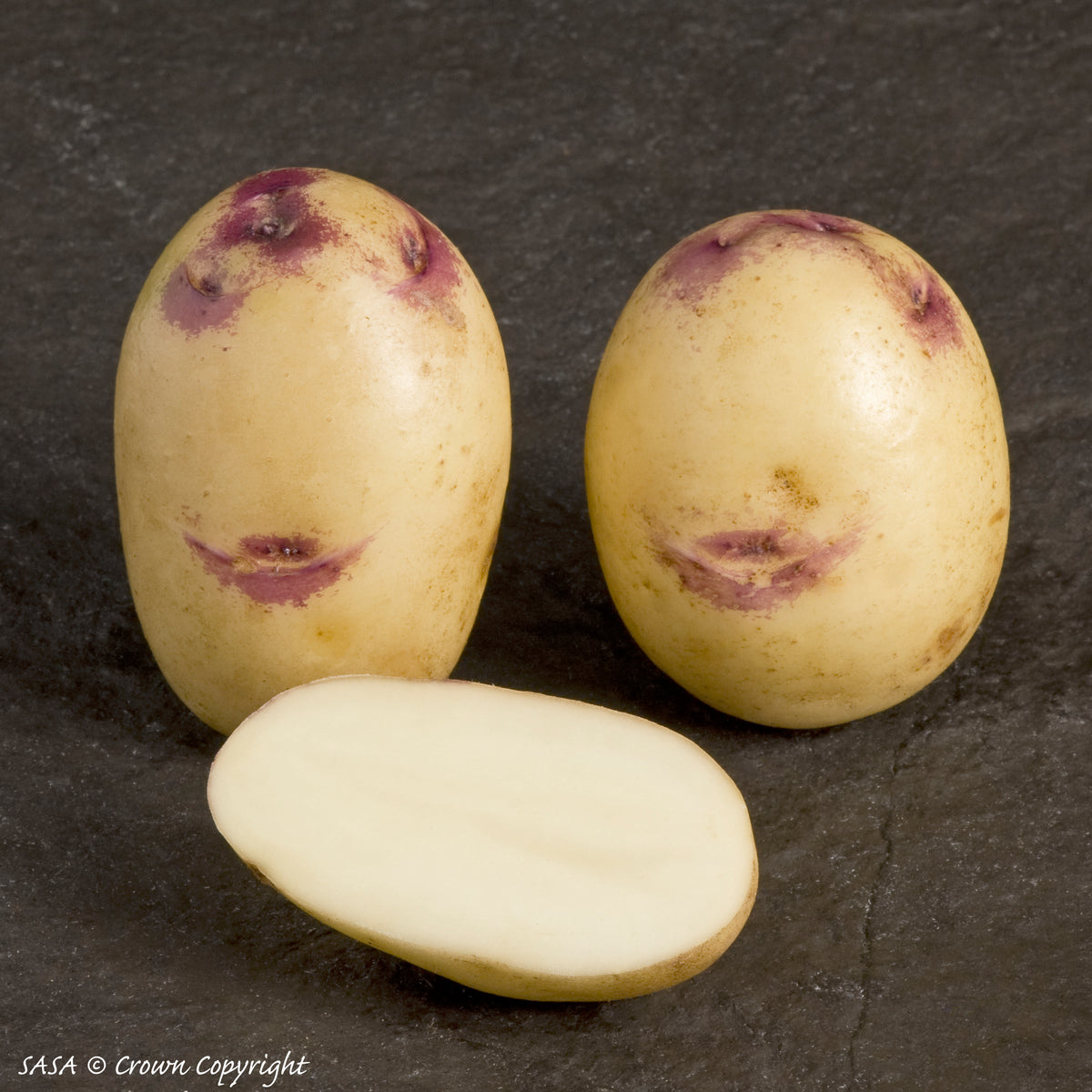 Kestrel Seed Potato