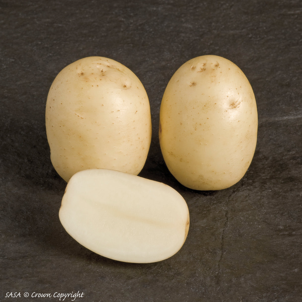Nadine Seed Potato
