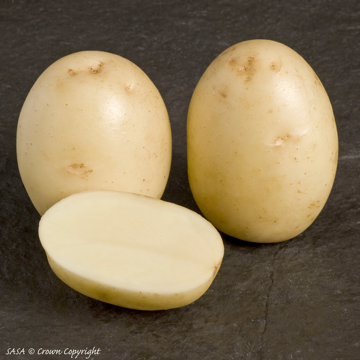 Winston Seed Potato