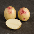Bonnie Seed Potato