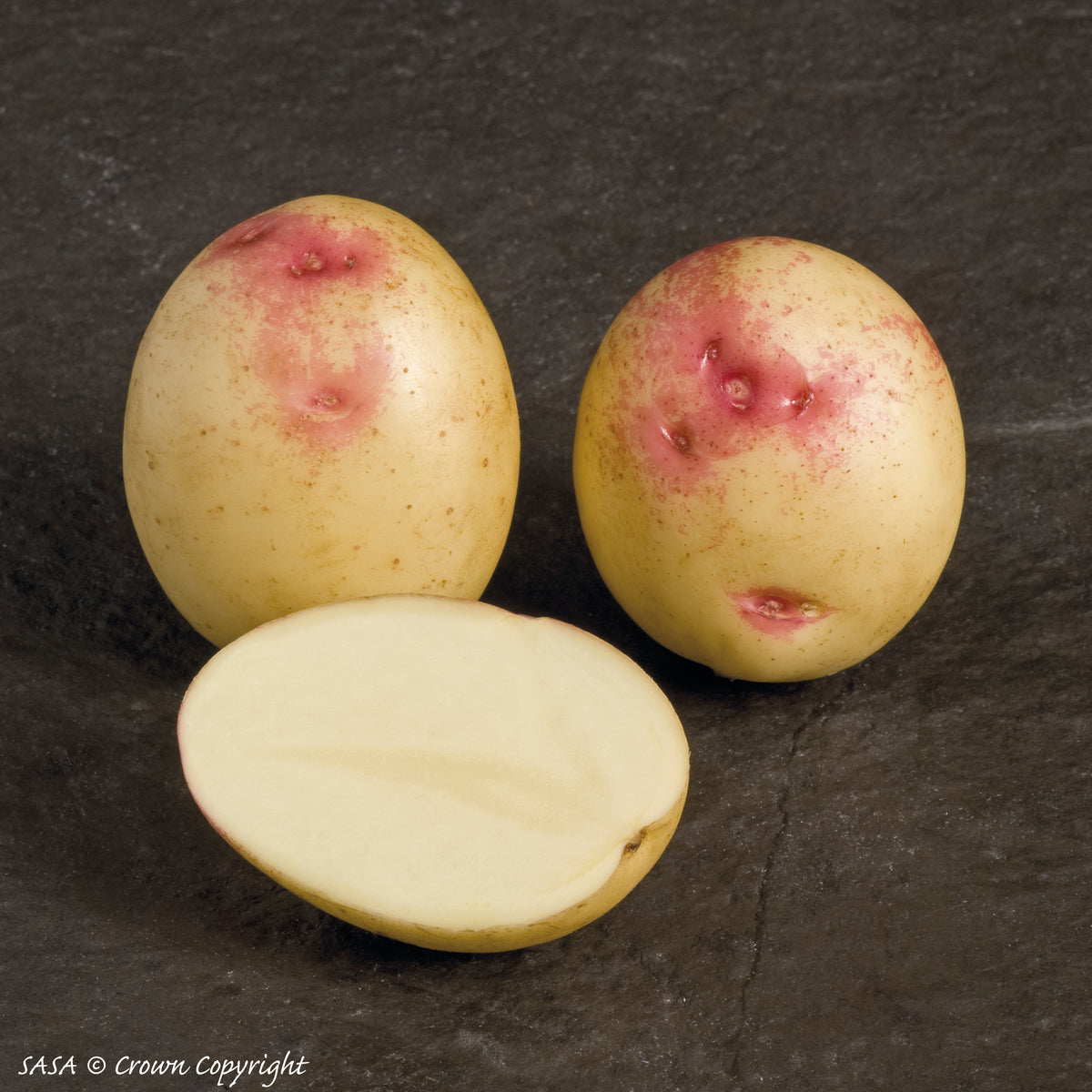 Bonnie Seed Potato
