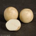 Rocket Seed Potato