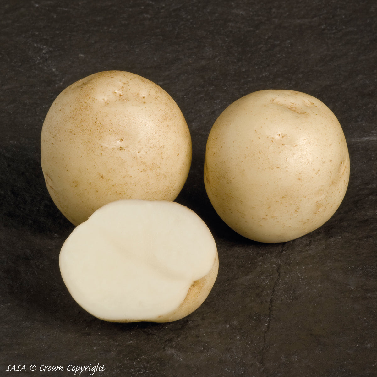 Rocket Seed Potato