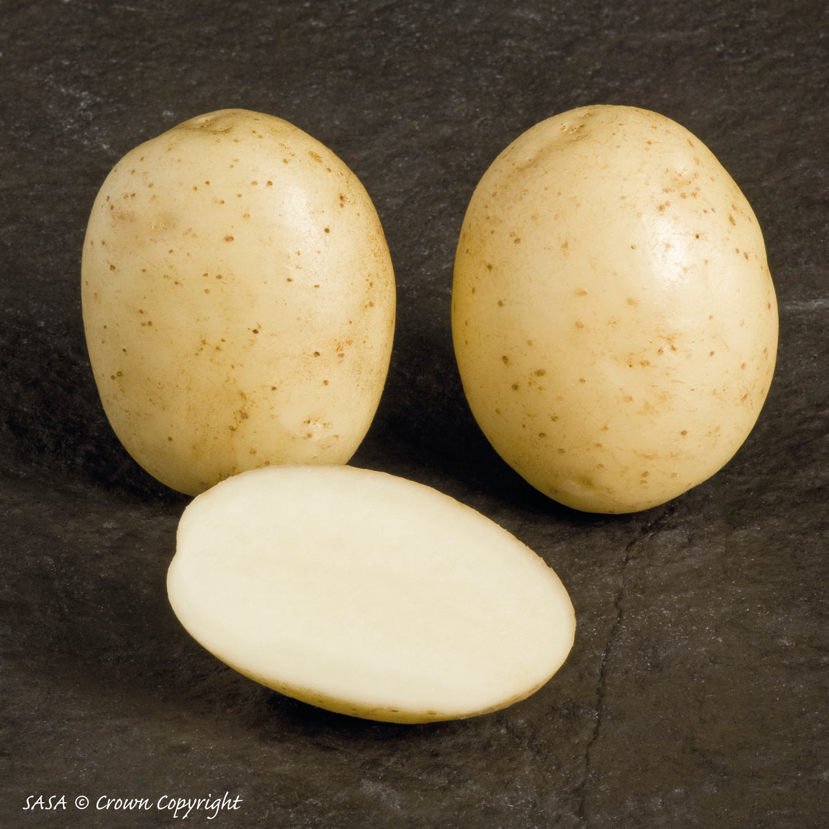 Organic Bambino Seed Potato