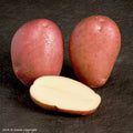 Rooster Seed Potato