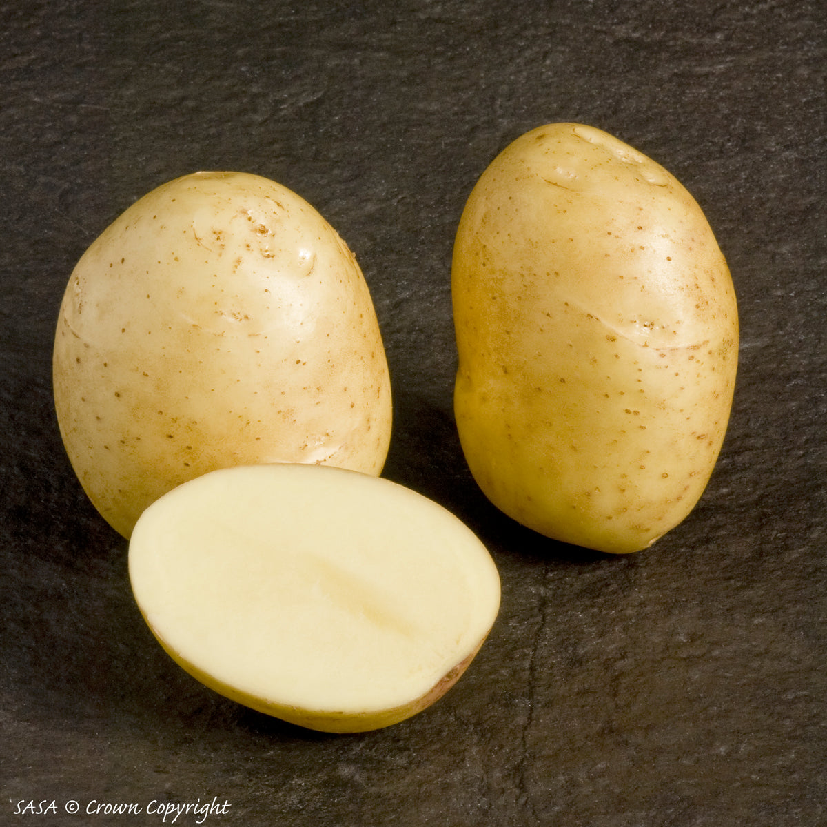 Organic Colleen Seed Potato