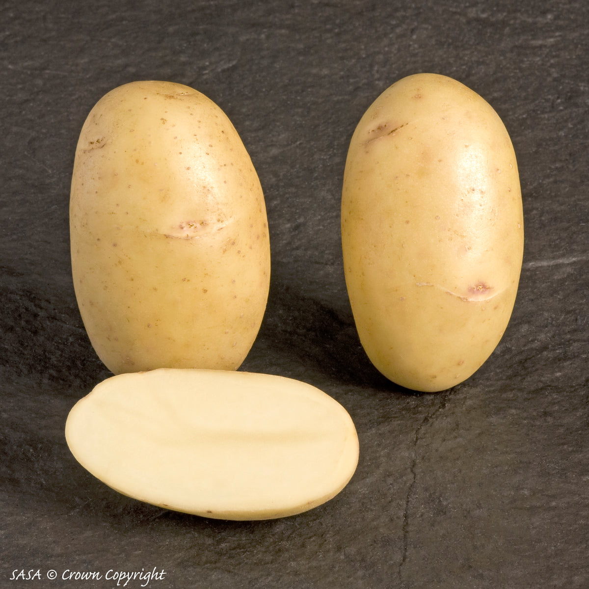 Pentland Dell Seed Potato