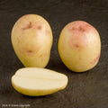 King Edward Seed Potato