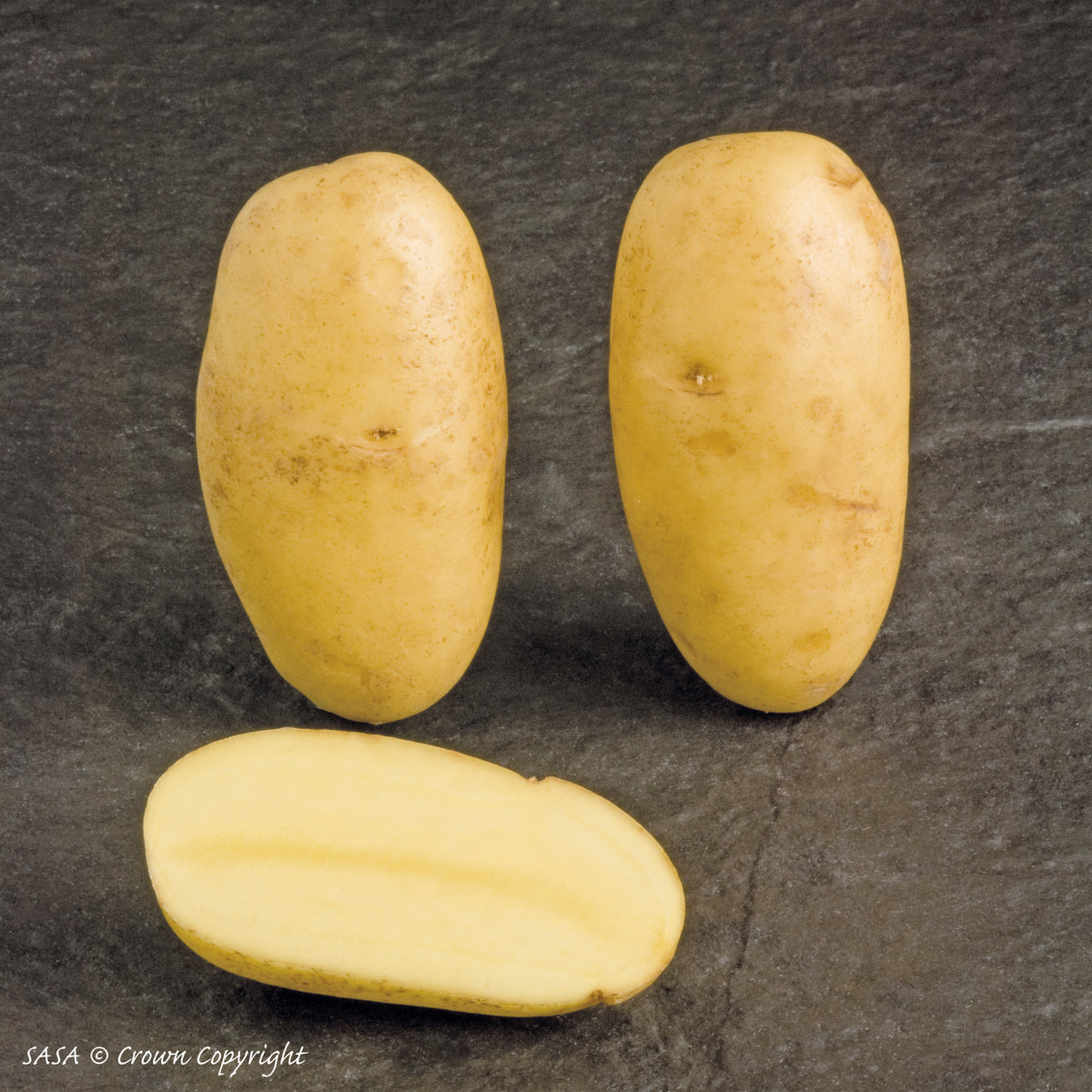 Charlotte Seed Potatoes