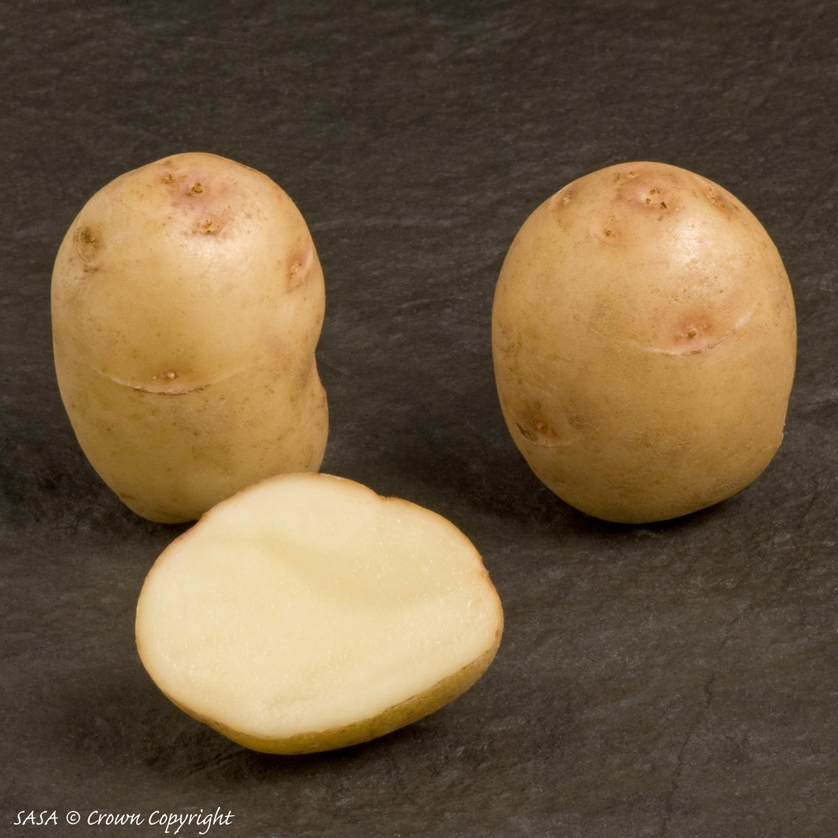 British Queen Seed Potato
