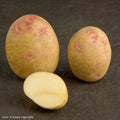 Picasso Seed Potato