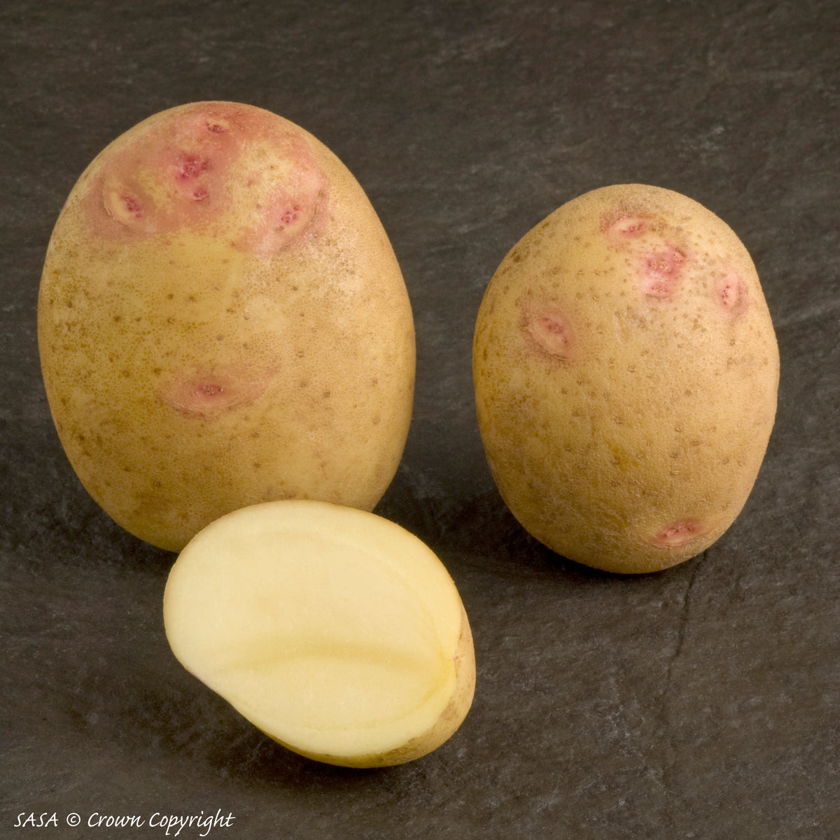 Picasso Seed Potato