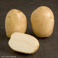 Pentland Javelin Seed Potatoes