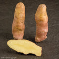 Pink Fir Apple Seed Potato