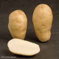 Maris Bard Seed Potato