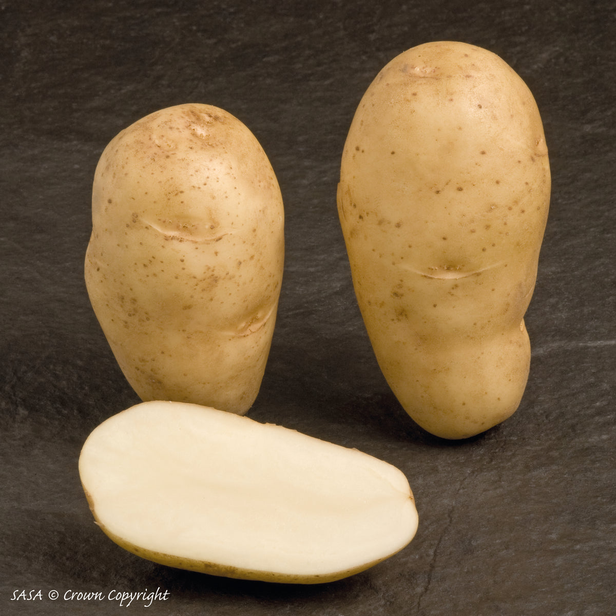 Maris Bard Seed Potato
