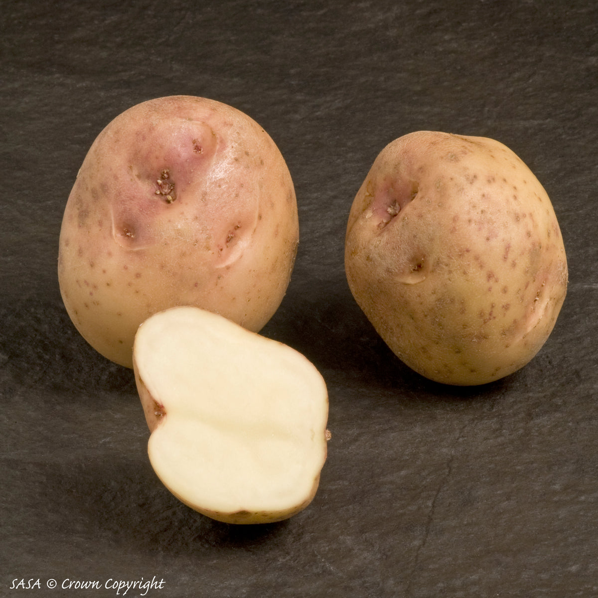 Kerrs Pink Seed Potato