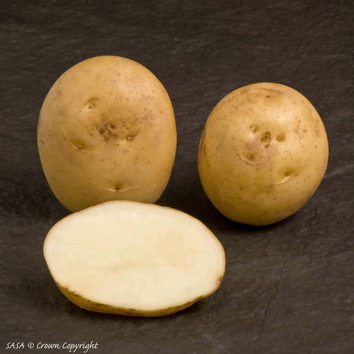 Home Guard Seed Potato