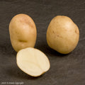Foremost Seed Potato