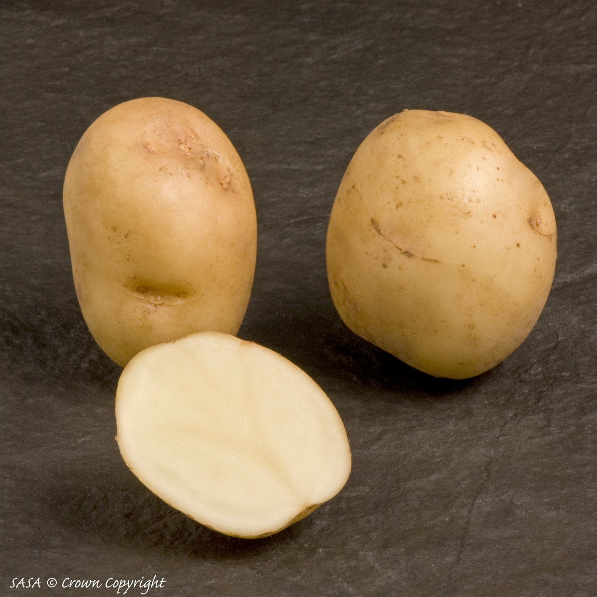 Foremost Seed Potato