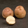 Epicure Seed Potato