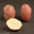 Desiree Seed Potato