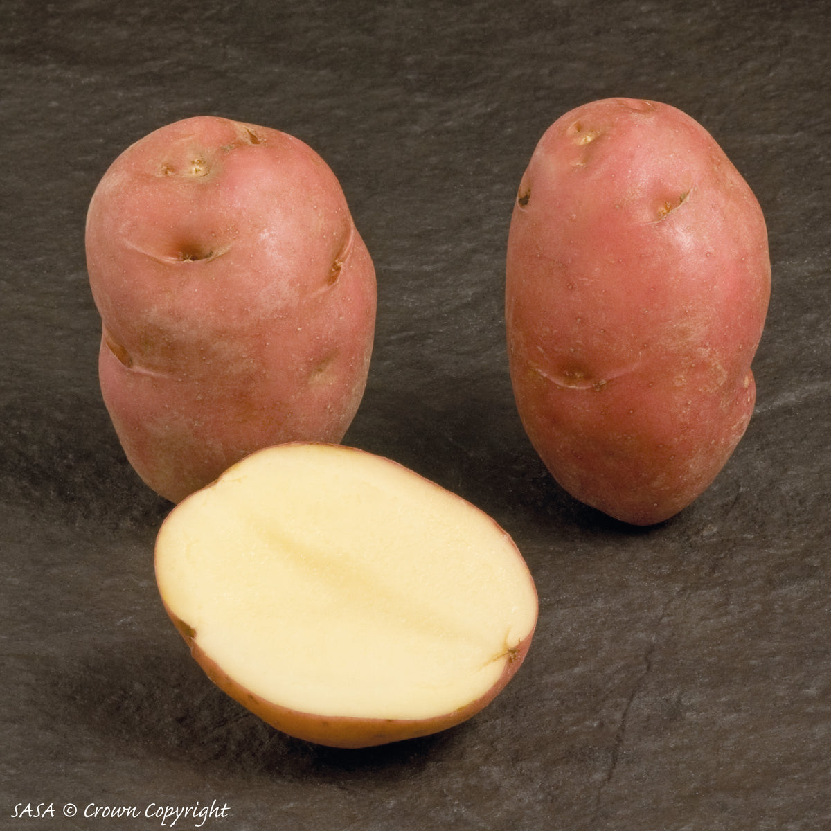 Desiree Seed Potato