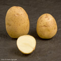 Duke of York Seed Potato