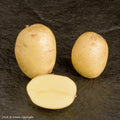 Lady Christl Seed Potato