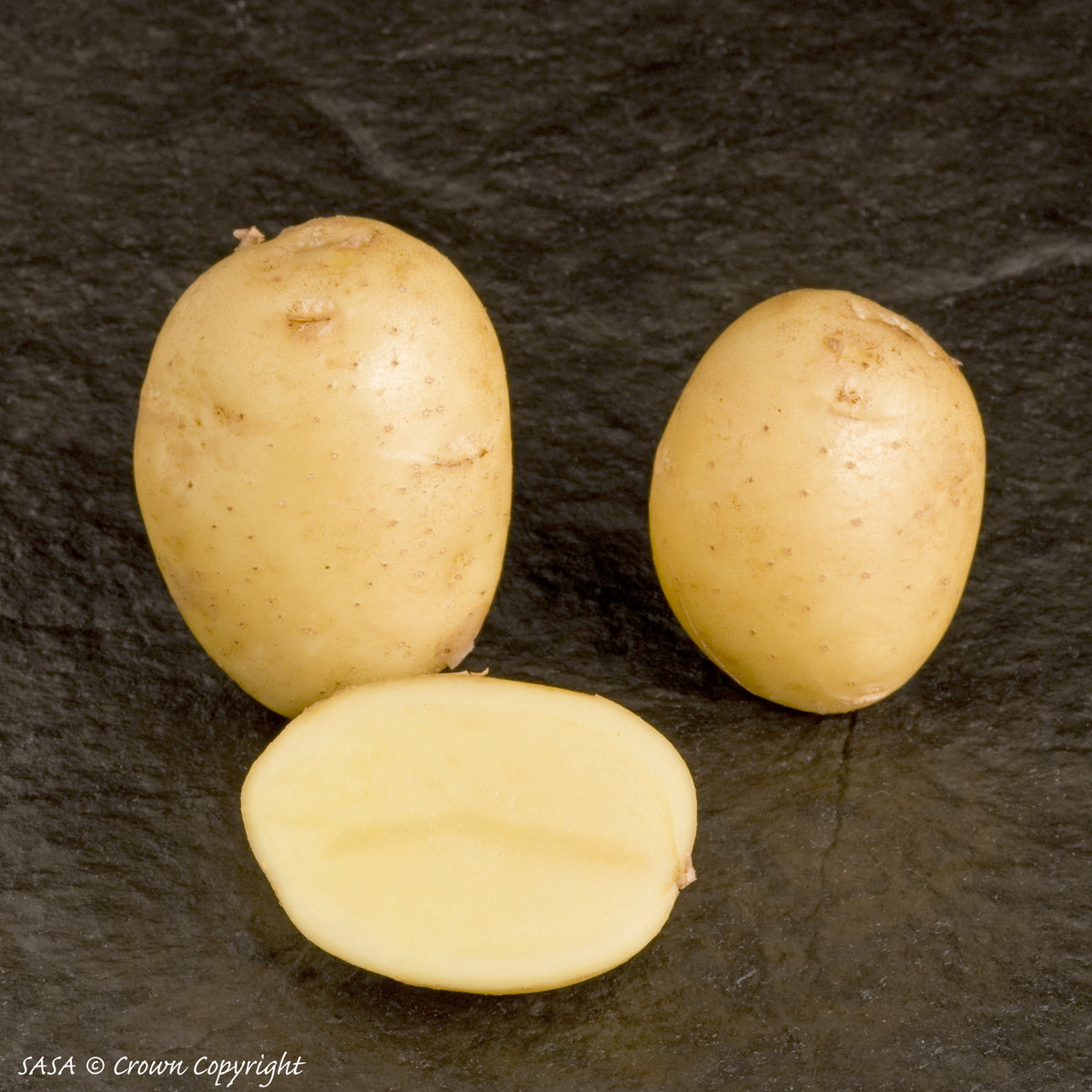 Lady Christl Seed Potato