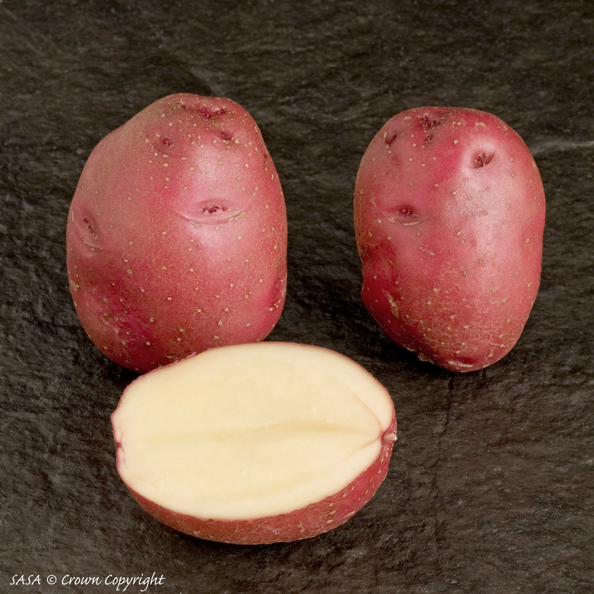 Red Duke of York Seed Potato