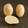 Lady Balfour Seed Potato