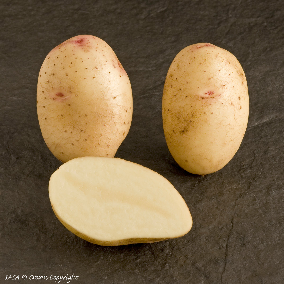Lady Balfour Seed Potato