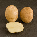 Record Seed Potato