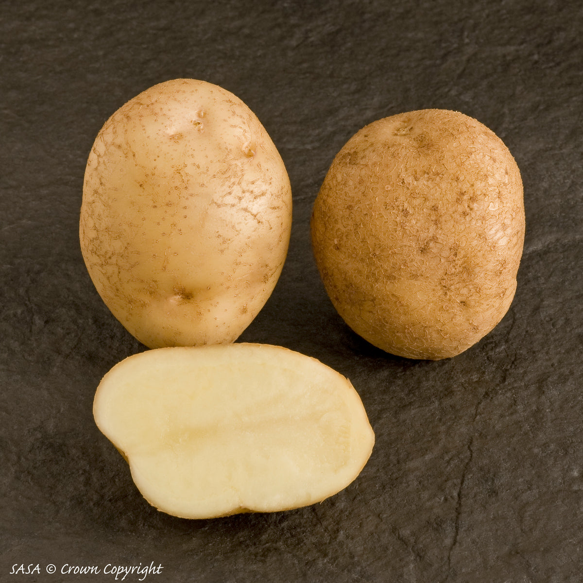 Record Seed Potato