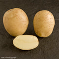 Estima Seed Potato