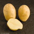 Nicola Seed Potato