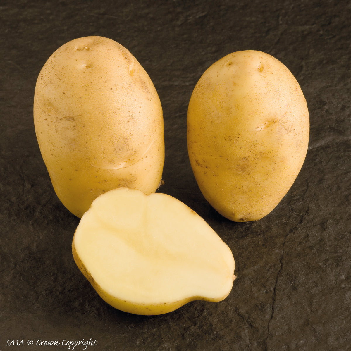 Nicola Seed Potato