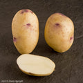 Catriona Seed Potato