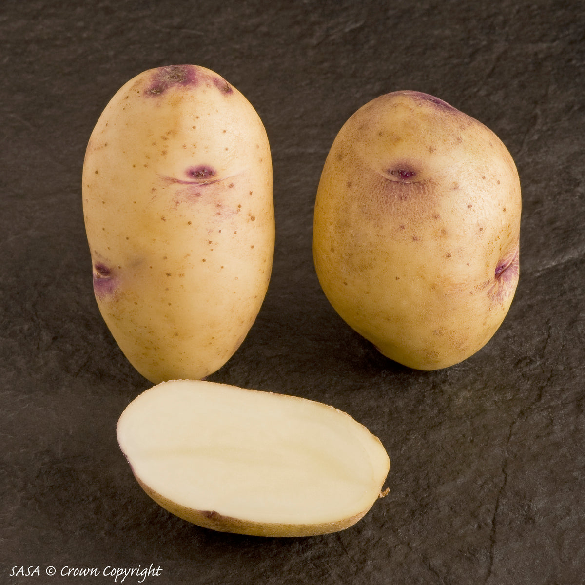 Catriona Seed Potato