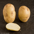 International Kidney Seed Potato