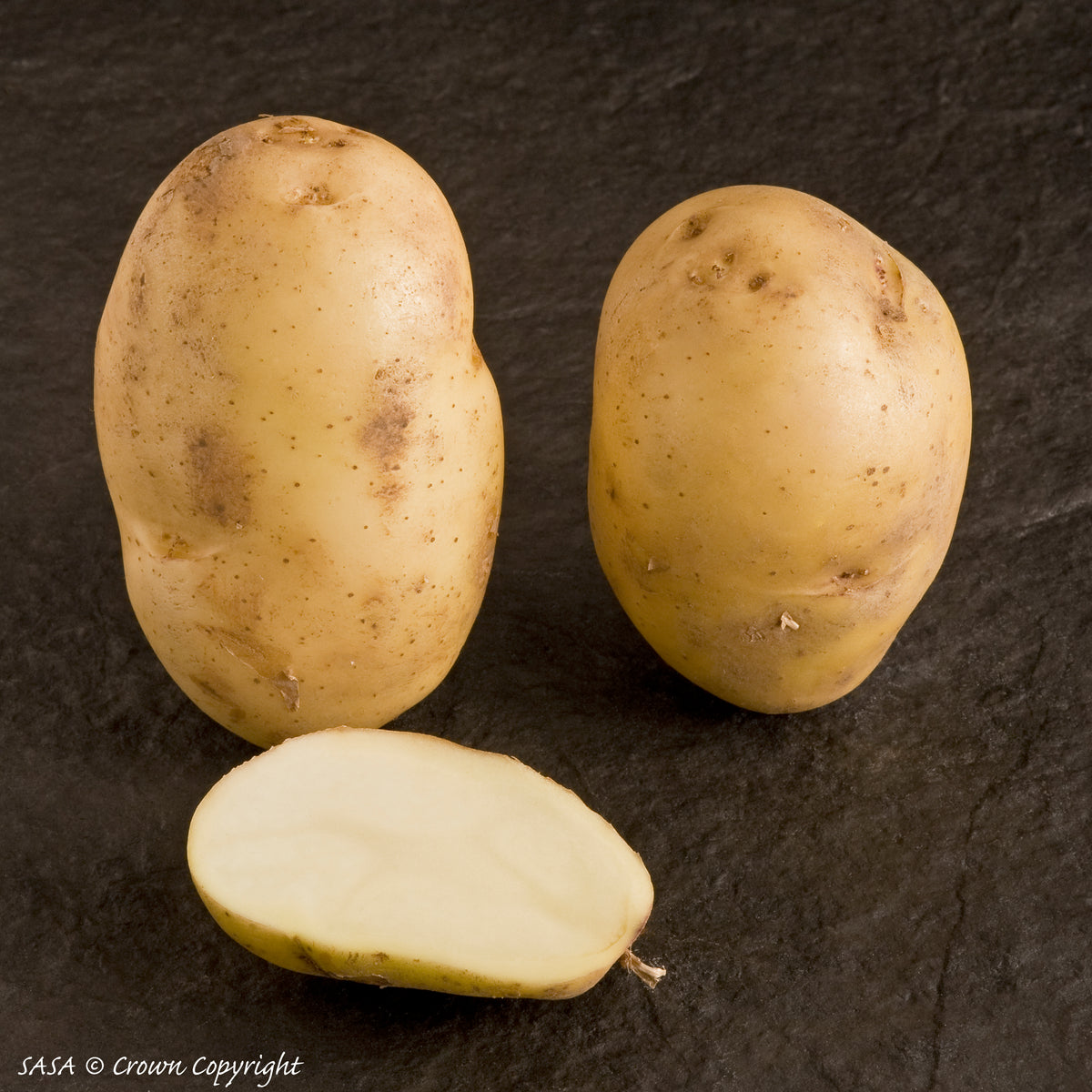 International Kidney Seed Potato