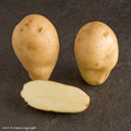 Sharpes Express Seed Potato