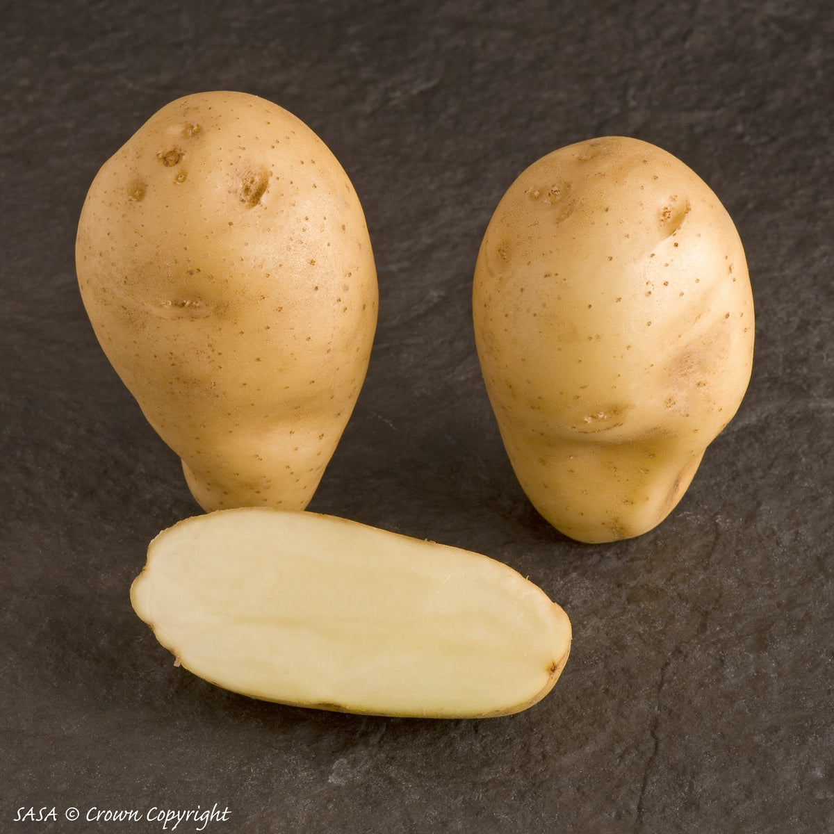 Sharpes Express Seed Potato