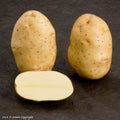 Markies Seed Potato
