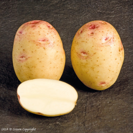 Cara Seed Potato